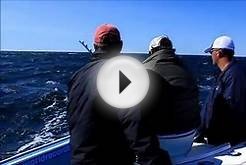 Giant Blue Fin Tuna Extreme Fishing Nova Scotia.wmv