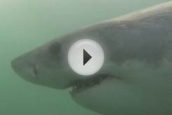 Great white sharks may be heading into N.S. waters
