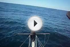 Swordfish Harpooned on Browns Bank off Nova Scotia Canada